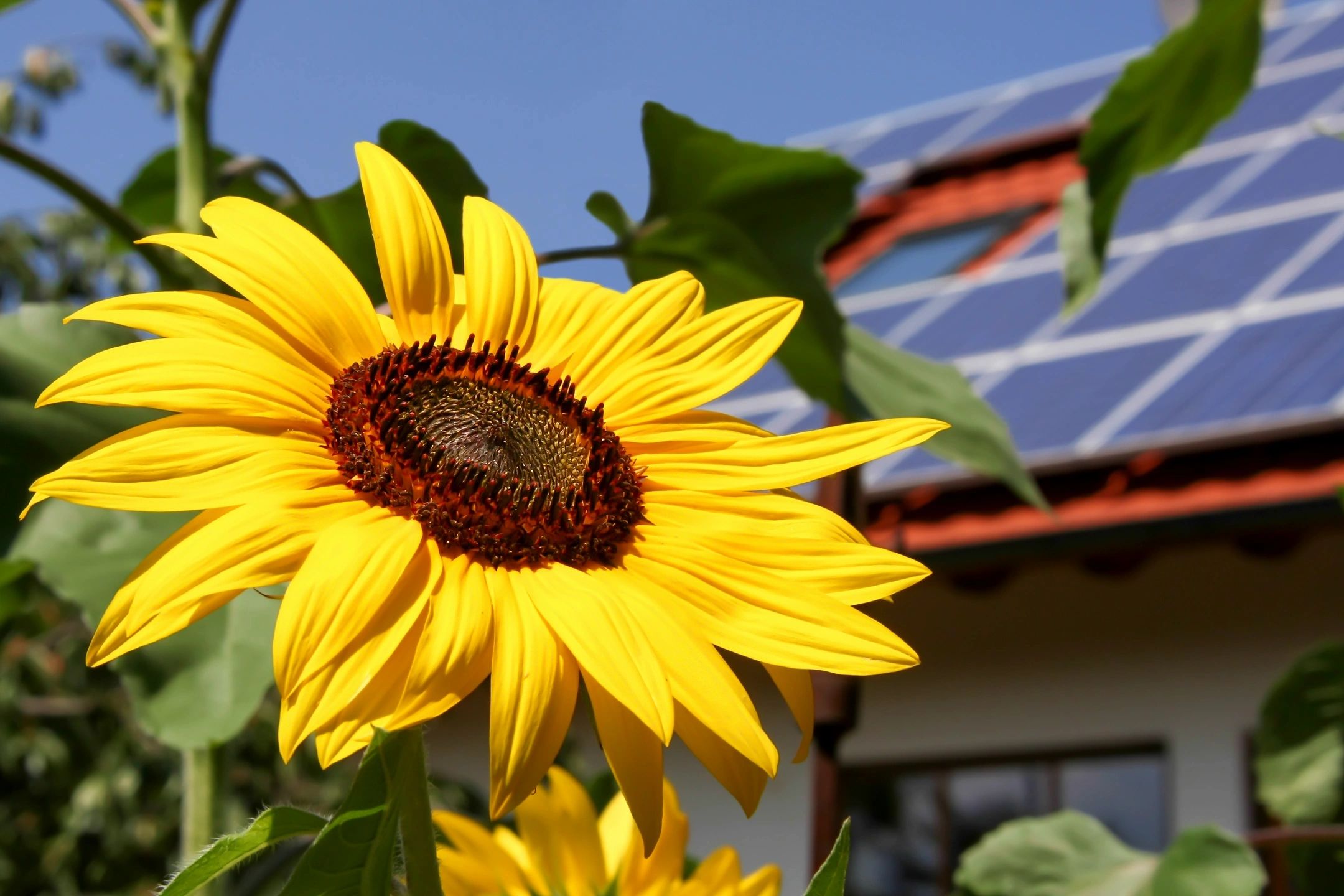 Sunflower with solar panels on house in background